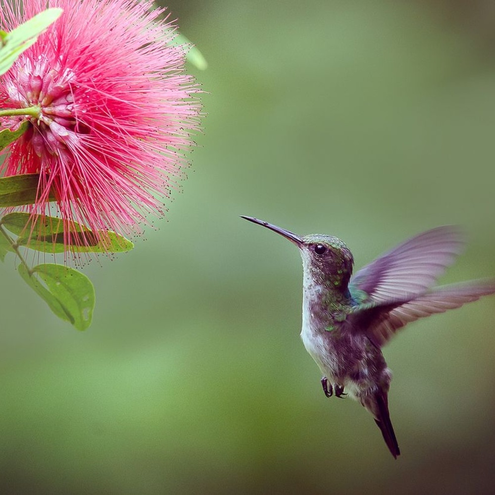 Meet your Posher, Happy!